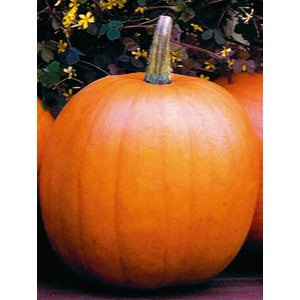 JACK O' LANTERN PUMPKIN 1#