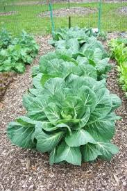 VATES COLLARDS 5#