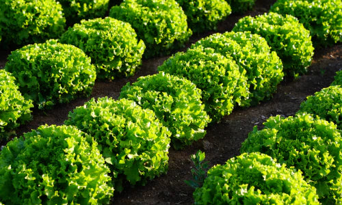 Check Out Our Vegetable Plants