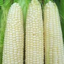 HICKORY KING CORN 1/2#