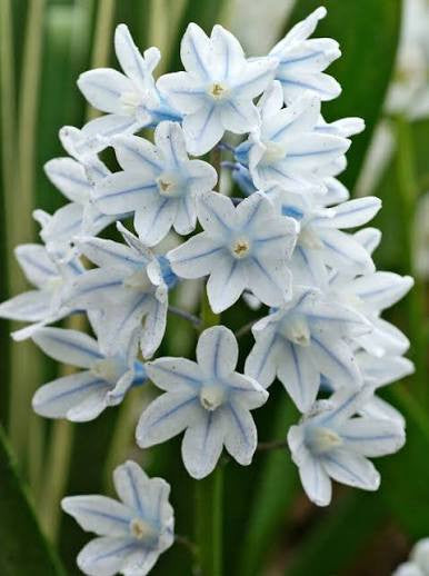 PUSCHKINIA BULBS