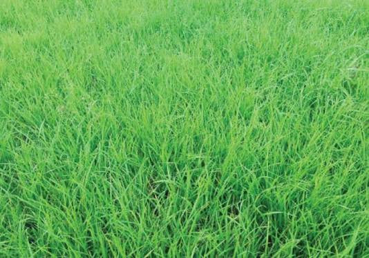 RYEGRASS-PASTURE BULLDOG 50#