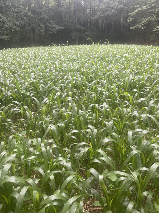WGF SORGHUM 50#