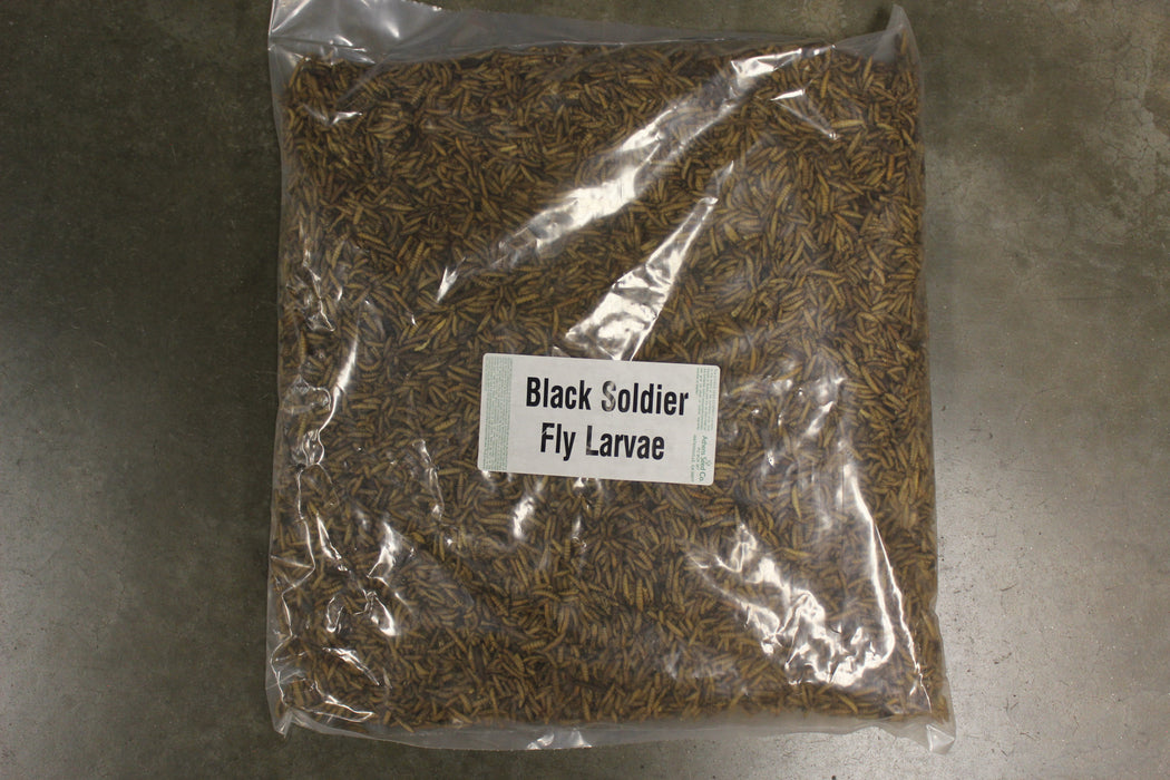 BLACK SOLDIER FLY LARVAE 3#
