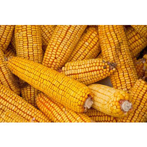 REIDS YELLOW DENT CORN 5#