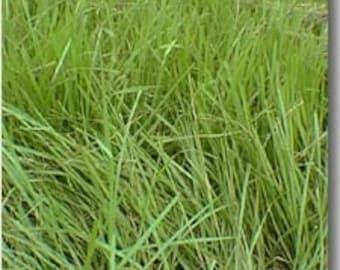 ORCHARDGRASS-SHILOH II 50#
