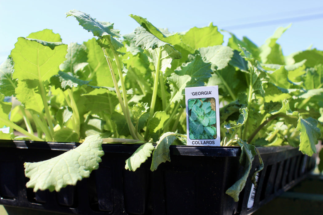 GEORGIA COLLARDS 1#