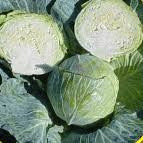 IMPERIAL CABBAGE
