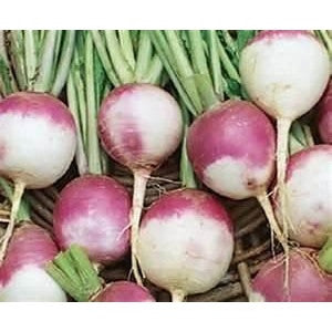 PURPLE TOP TURNIP 1/4#