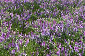 HAIRY VETCH 50#